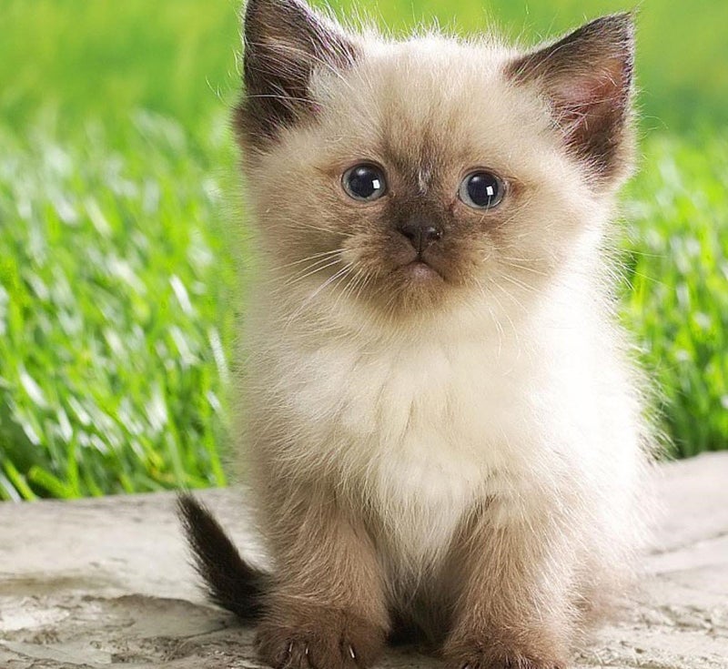 Crafted-Brand Simple Cat Grass | 100% US Organic Oat Seeds | Show Your Love with a Healthy Pet Treat and Snack (4 Ounce (~3200 Seeds)) - Image 4