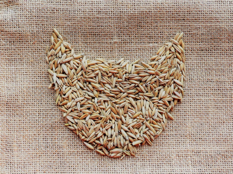 Crafted-Brand Simple Cat Grass | 100% US Organic Oat Seeds | Show Your Love with a Healthy Pet Treat and Snack (4 Ounce (~3200 Seeds)) - Image 5