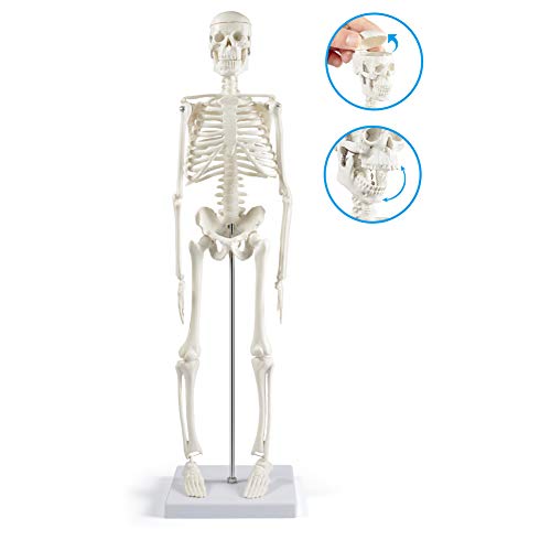 breesky Human Skeleton Model for Anatomy: 17” Human Skeleton Model with Movable Arms and Legs - Scientific Model for Study and Display - Image 2