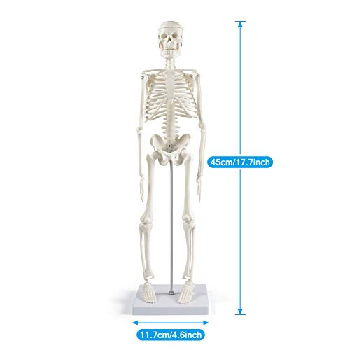 breesky Human Skeleton Model for Anatomy: 17” Human Skeleton Model with Movable Arms and Legs - Scientific Model for Study and Display - Image 4