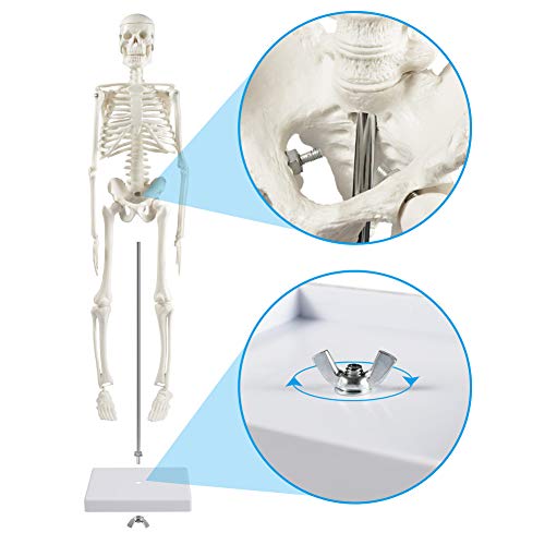 breesky Human Skeleton Model for Anatomy: 17” Human Skeleton Model with Movable Arms and Legs - Scientific Model for Study and Display - Image 3