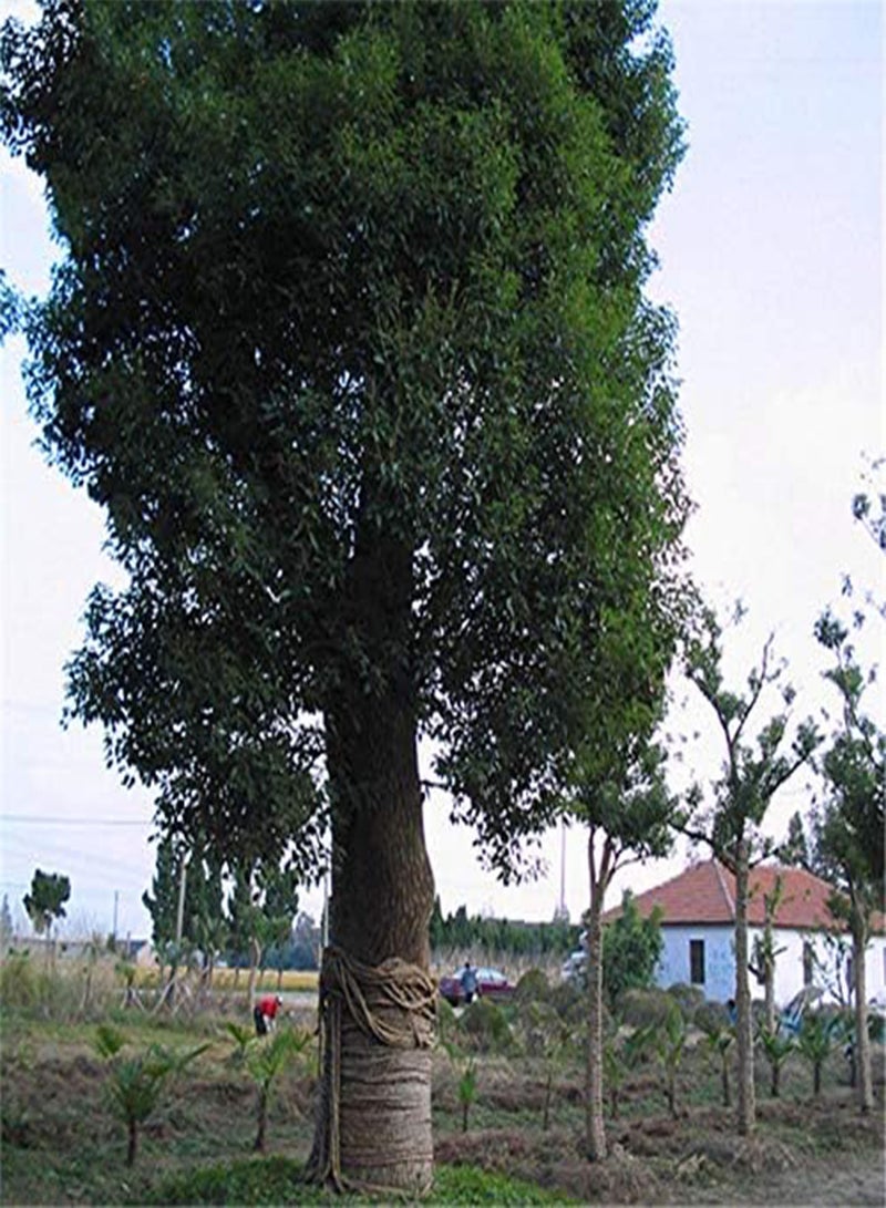 جي جوت بذور الكافور من إيجرو، 60 قطعة/عبوة، شجرة الكافور، نبات سيمينتي، سيناموم كامفورا، لشجرة الكافور الصينية - Image 3