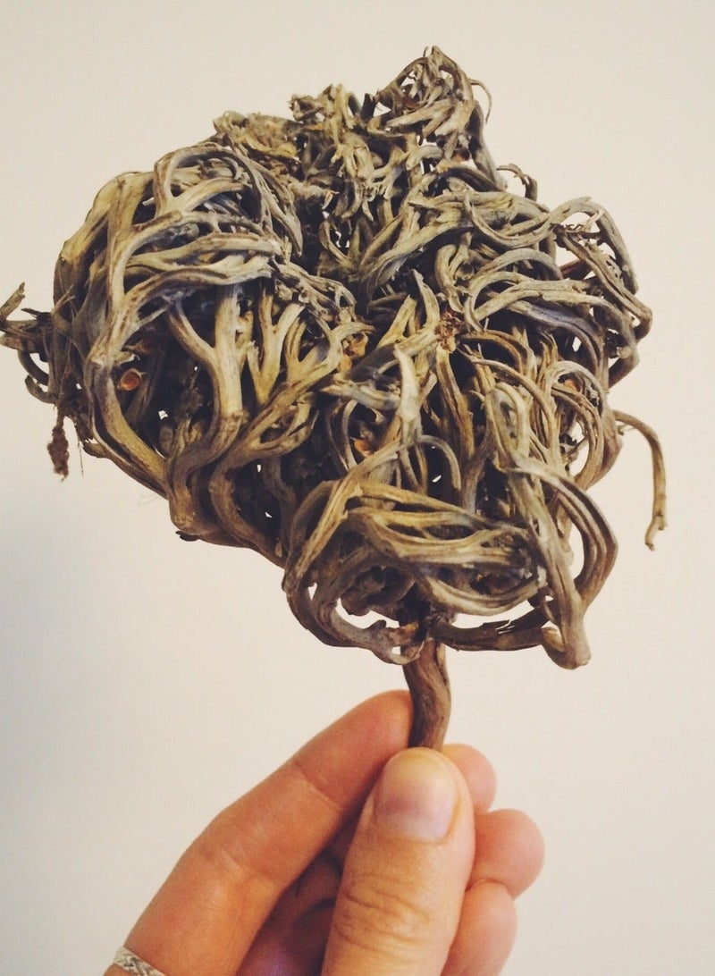 زهر وردة أريحا Anastatica hierochuntica زهرة مريم، زهرة مريم نبات القيامة (عبوة من قطعة واحدة) - Image 4