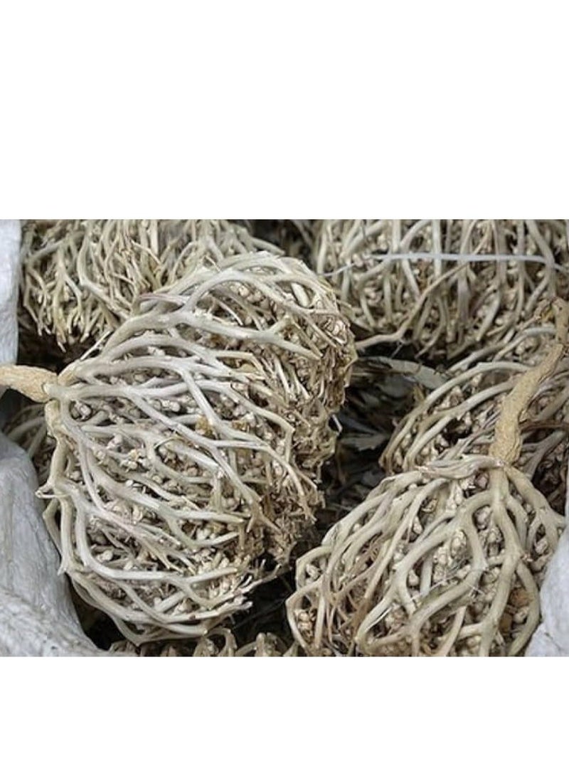 زهر وردة أريحا Anastatica hierochuntica زهرة مريم، زهرة مريم نبات القيامة (عبوة من قطعة واحدة) - Image 5