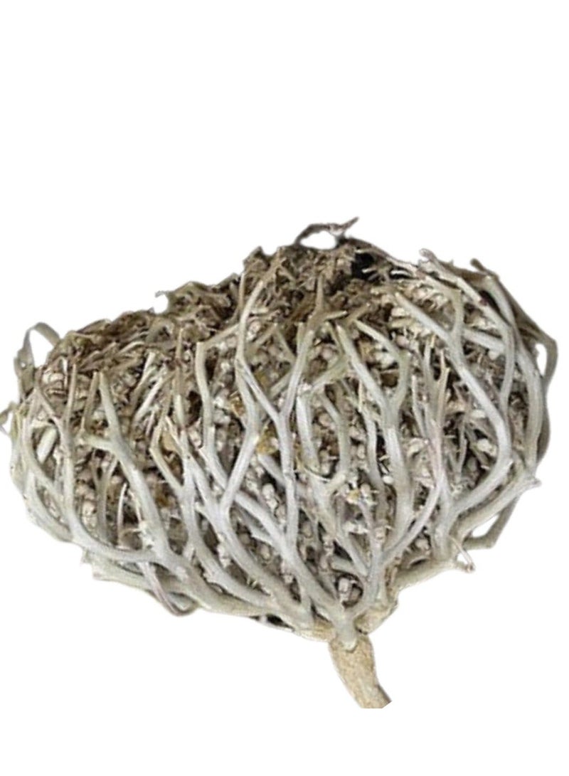 زهر وردة أريحا Anastatica hierochuntica زهرة مريم، زهرة مريم نبات القيامة (عبوة من قطعة واحدة) - Image 3