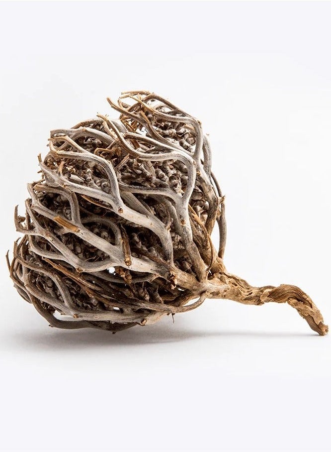 زهر وردة أريحا Anastatica hierochuntica زهرة مريم، زهرة مريم نبات القيامة (عبوة من قطعة واحدة) - Image 2