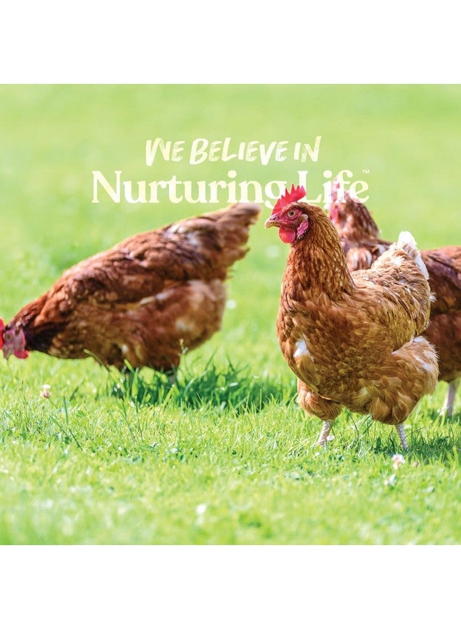 Manna Pro Ultimate Scratch Chicken Feed  Nutrient Rich Chicken Treat  10 Lb Chicken Scratch - Image 4