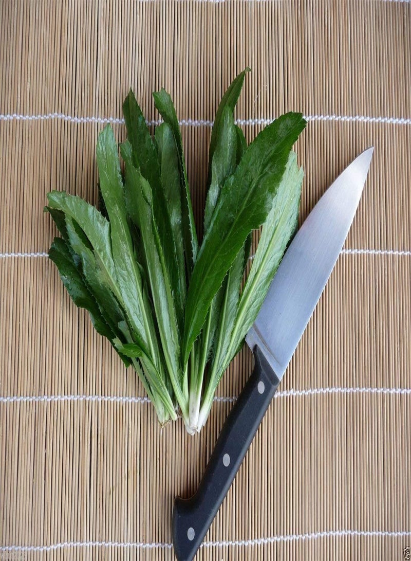 جي جوت 100 بذور Culantro Seeds، Recao، AK A؛ الكزبرة الفيتنامية، البقدونس التايلاندي، NGO GAI، Shadon Beni - Image 3