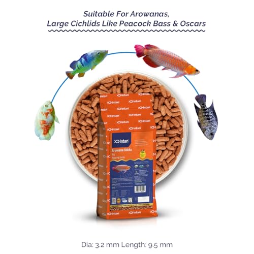 Intan Arowana Sticks (Big 3.2x9.5mm Floating) | 1Kg - Highly Nutritious Ornamental Fish Food for Arowanas, Large Cichlids Like Peacock Bass & Oscars | Growel Feeds - Image 2