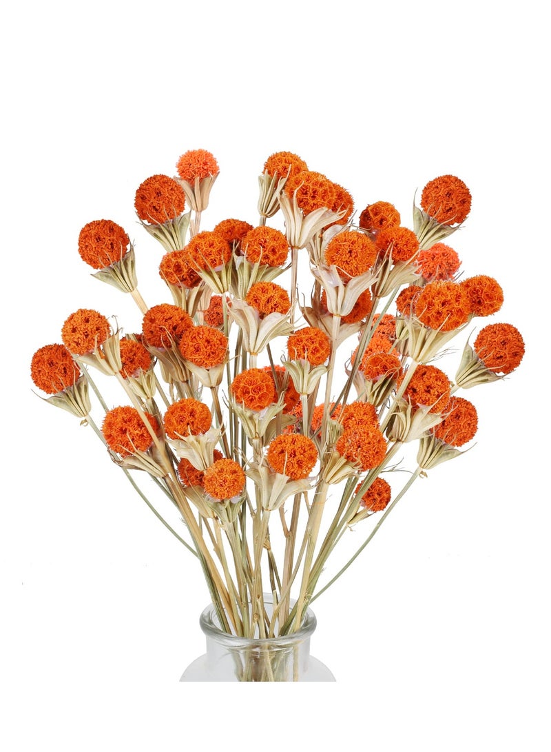 KASTWAVE Fall Dried Flower, 40pcs CrossMedia Billy Button Balls Flowers Orange Dried Flowers Bulk for Autumn Home Vase Kitchen DIY Wedding Table Decor - Image 1