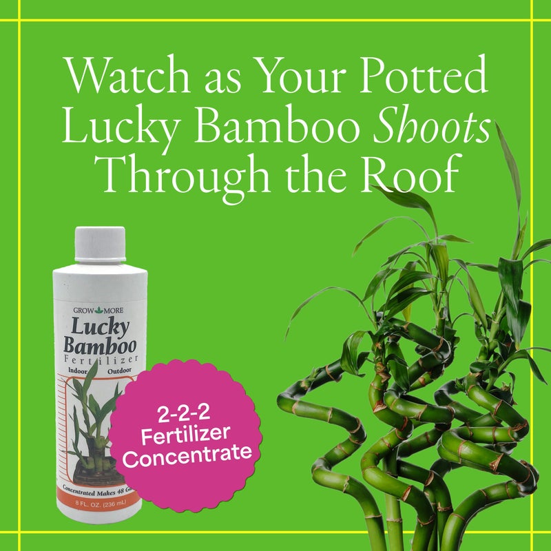 Grow More Lucky Bamboo Fertilizer (2-2-2) - 8oz of USA-Made & Concentrated Liquid Plant Food That Makes 48 Gallons - Outdoor & Indoor Bamboo Plant Food for Fast Growth - Image 2