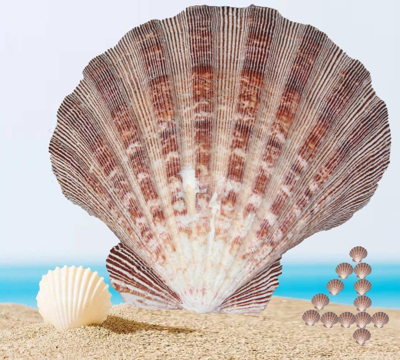 4 Pcs Polished Large Great Scallop Sea Shells 56 InchBrown Lions Paw Baking ShellsOcean Beach Seashells Perfect for Home Decoration Art Craft Vase Filler Fish Tank