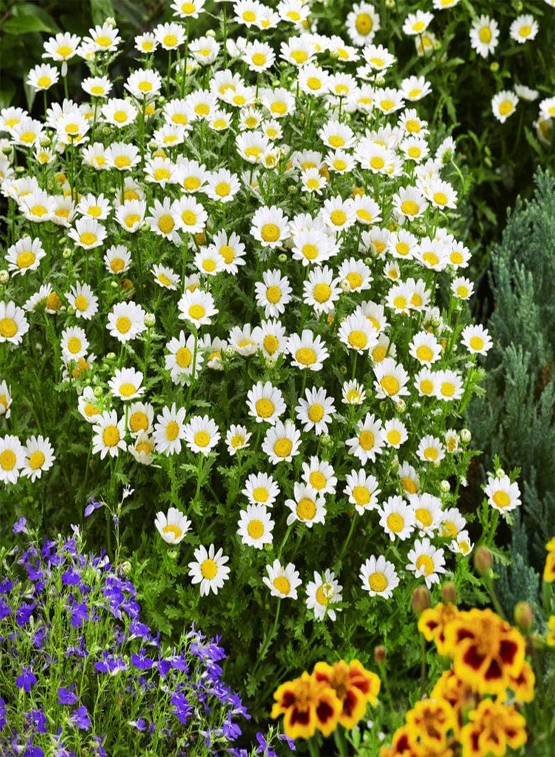 GGOOT Chrysanthemum Snowland - Leucanthemum paludosum Flower Seeds, Also Known as Snow Daisy Home Garden Planting by Heavy Torch, 50 Seeds