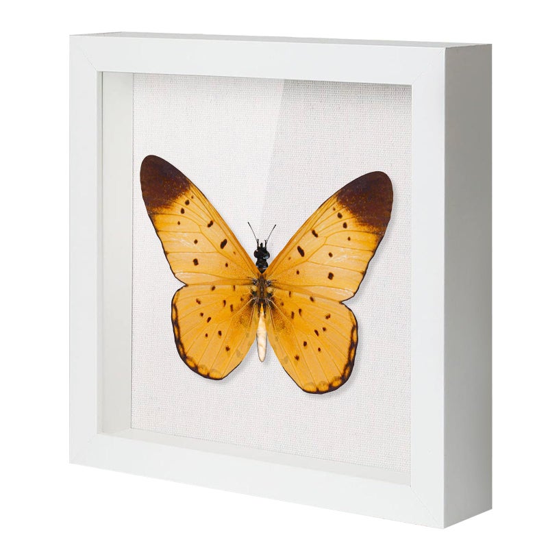 QDSSDECO 10x10 إطار المربع الظل مع اللوحة الخلفية والكتان والزجاج الحقيقي CASE DEAWCAS - Image 1
