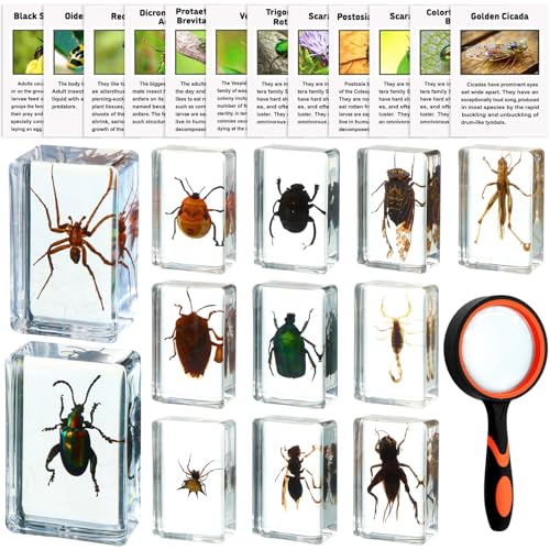 GlikCeil 12 Pcs Insect in Resin Specimen Bugs Discovery Kit Collection Paperweight Bug with Information Flash Cards Preserved in Resin with 10x Magnifier for Scientific Educational Display Supplies - Image 1