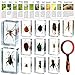 GlikCeil 12 Pcs Insect in Resin Specimen Bugs Discovery Kit Collection Paperweight Bug with Information Flash Cards Preserved in Resin with 10x Magnifier for Scientific Educational Display Supplies - Image 3