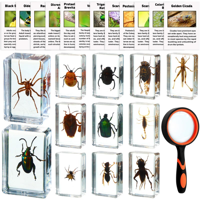 GlikCeil 12 Pcs Insect in Resin Specimen Bugs Discovery Kit Collection Paperweight Bug with Information Flash Cards Preserved in Resin with 10x Magnifier for Scientific Educational Display Supplies - Image 2