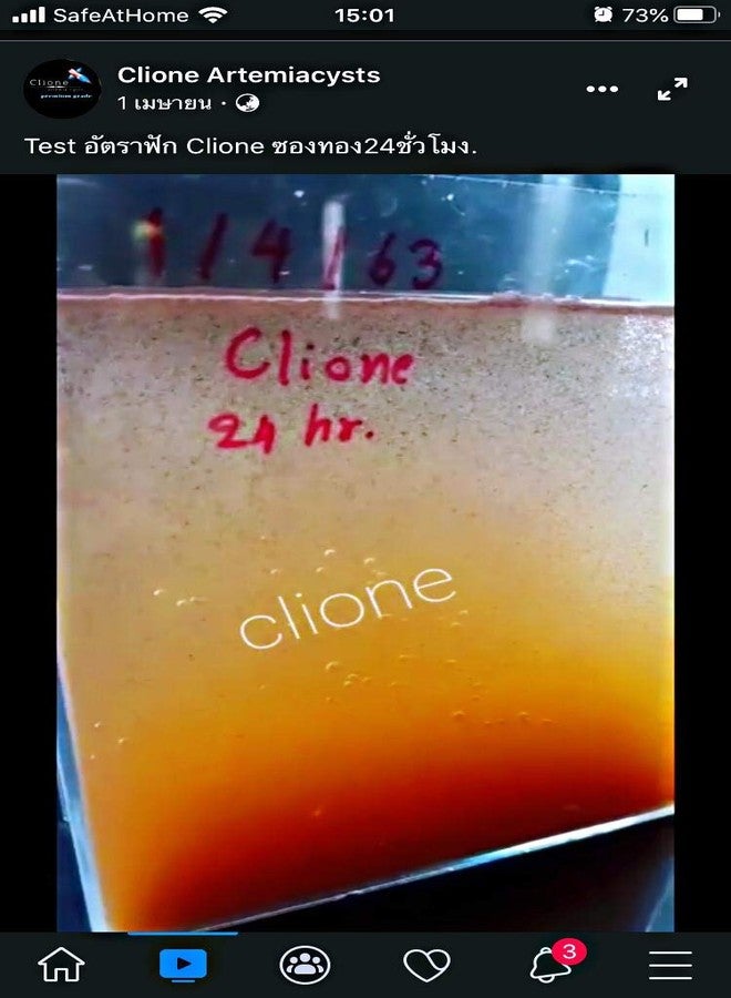 HULX Clione SuperP1 50 g. (Premium Grade) Artemia Cysts Brine Shrimp Eggs Fish Food 95% Plus Hatch Rate in 24-32 Hour, Fresh Stock Tested, for All Tropical Fish Goldfish KOI Baby Fry Fish Guppy Betta Fish - Image 3