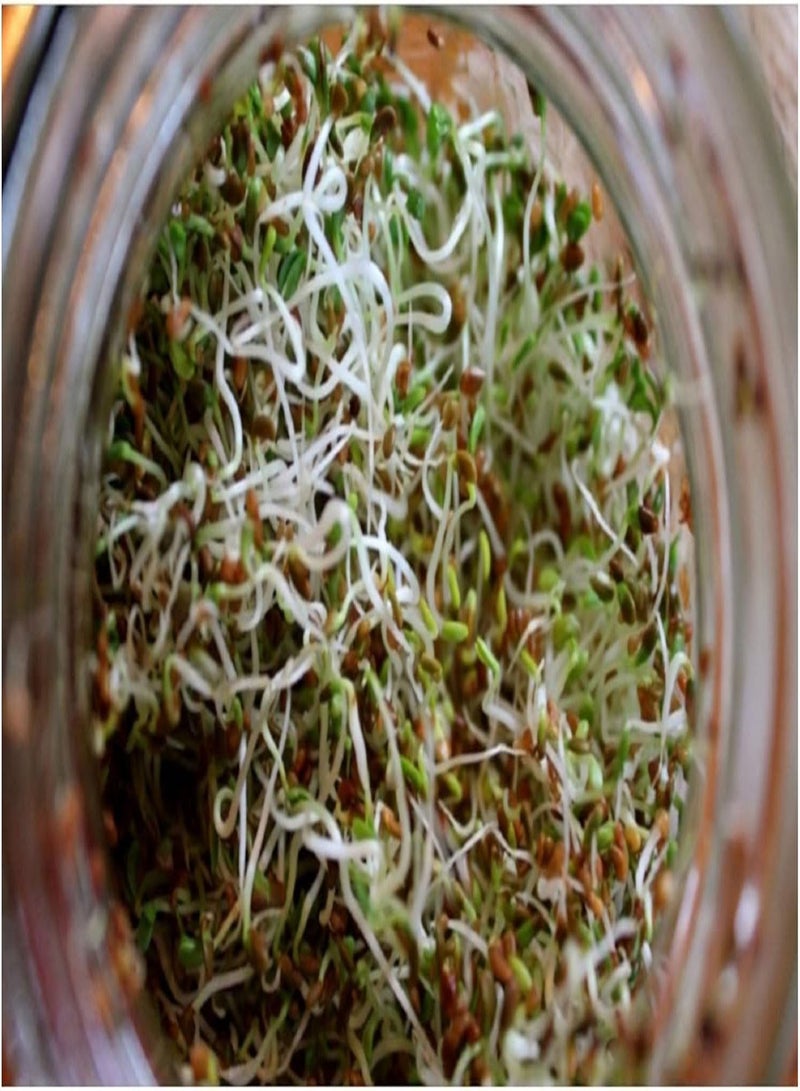 جي جوت برسيم عضوي للتنبيت - 400 غرام - سائب - Image 1