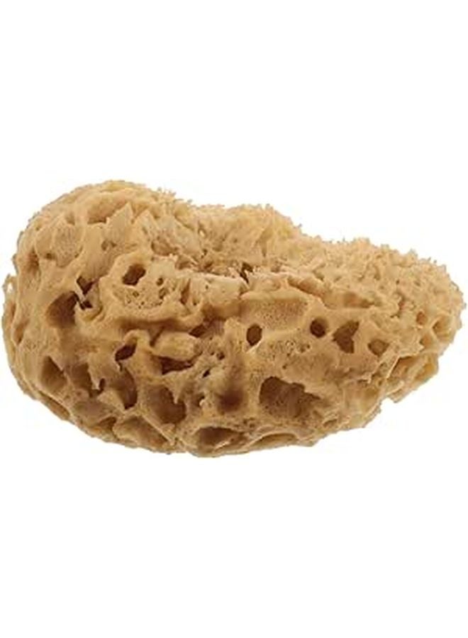 Natural Honeycomb Sea Sponge 4 5 Inch Soft Exfoliating Body Scrubber For Sensitive Skin - Image 1