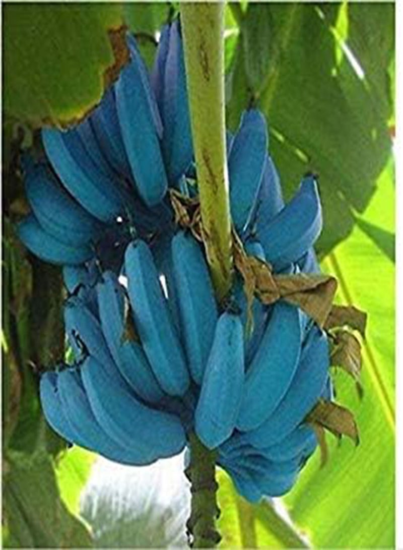 Germination Seeds: Banana Seeds 100 Pcs Blue Banana Tree Seeds Delicious Rare Fruit Musa Blue Java
