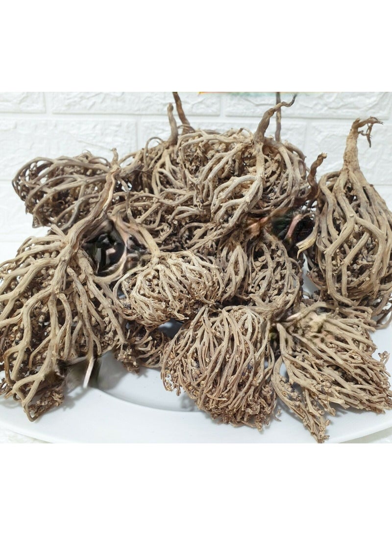 وردة أريحا أو كاف مريم. (Anastatica hierochuntica) 5 قطع صغيرة