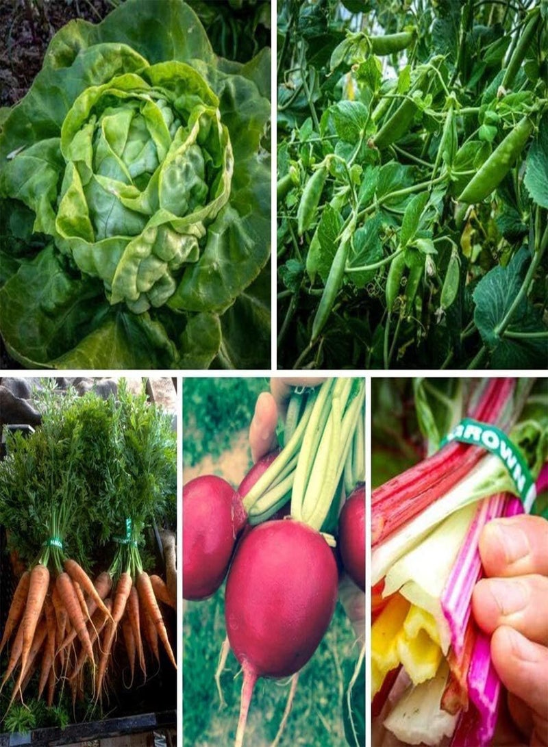 GGOOT 500PCS Premium Mixed Vegetable Seeds Collection Non-GMO Heirloom Seeds Cherry Belle Radish, Carrots,Sugar Snap Peas,Rainbow Chard, Lettuce Seeds for Garden Planting - Image 2