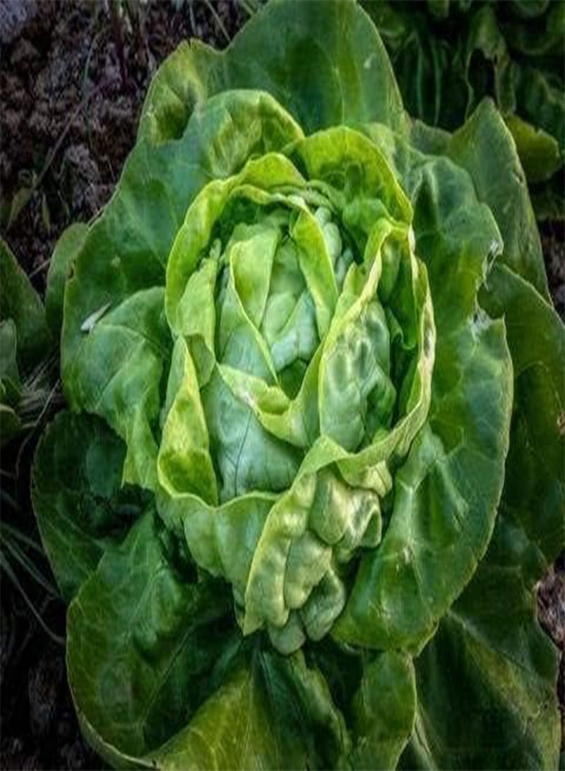 GGOOT 500PCS Premium Mixed Vegetable Seeds Collection Non-GMO Heirloom Seeds Cherry Belle Radish, Carrots,Sugar Snap Peas,Rainbow Chard, Lettuce Seeds for Garden Planting - Image 5