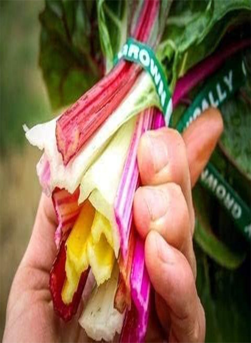 GGOOT 500PCS Premium Mixed Vegetable Seeds Collection Non-GMO Heirloom Seeds Cherry Belle Radish, Carrots,Sugar Snap Peas,Rainbow Chard, Lettuce Seeds for Garden Planting - Image 4