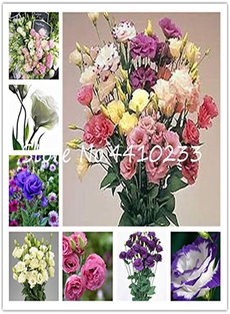 GGOOT Fresh 10 Pcs Eustoma Flower Seeds for Planting Blue - Image 2