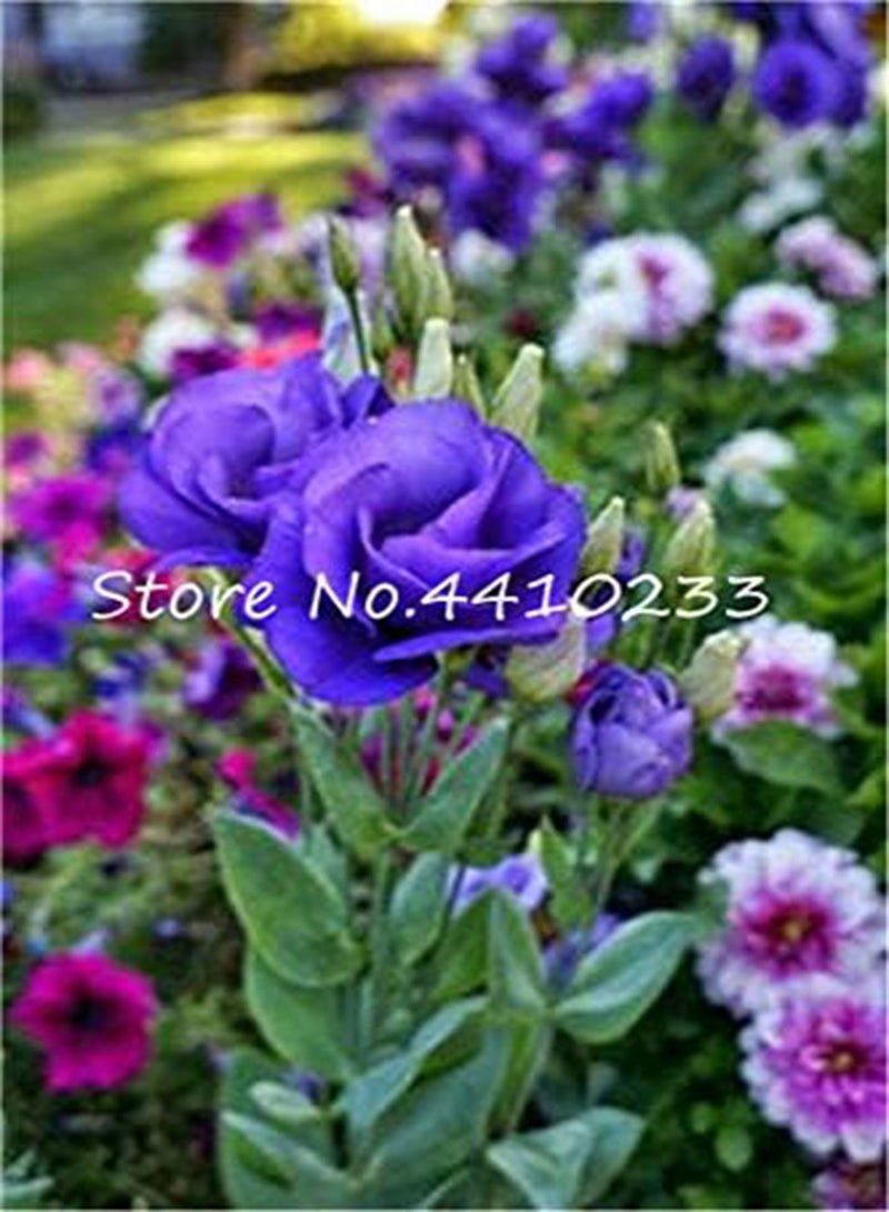 GGOOT Fresh 10 Pcs Eustoma Flower Seeds for Planting Blue - Image 1
