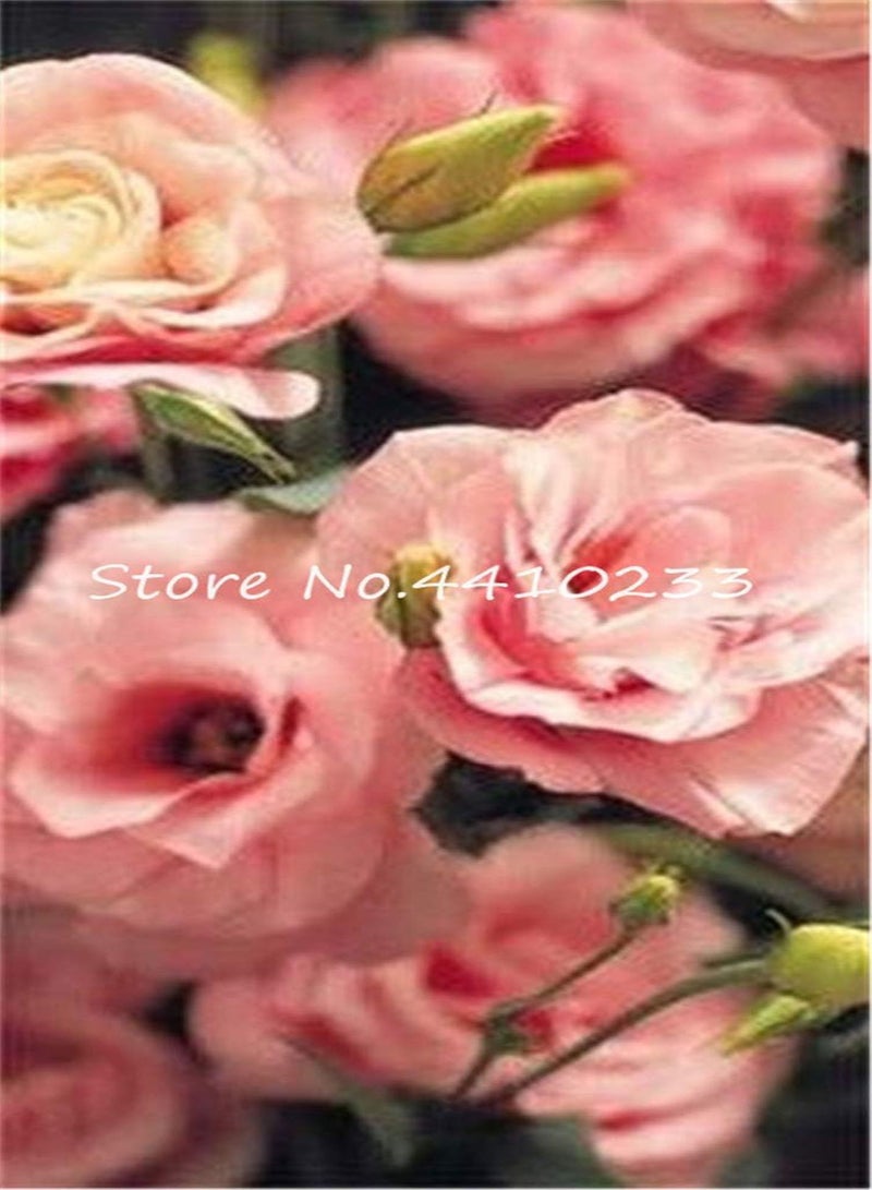 GGOOT Fresh 10 Pcs Eustoma Flower Seeds for Planting Blue - Image 4