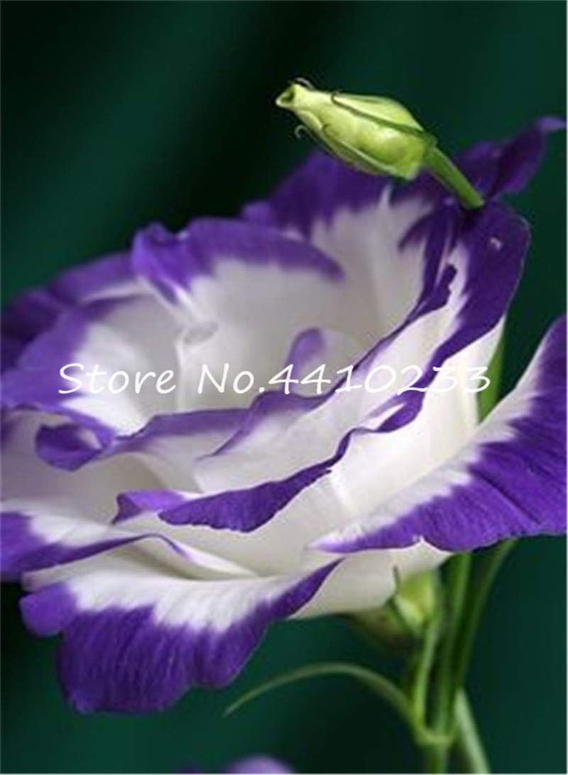 GGOOT Fresh 10 Pcs Eustoma Flower Seeds for Planting Blue - Image 3