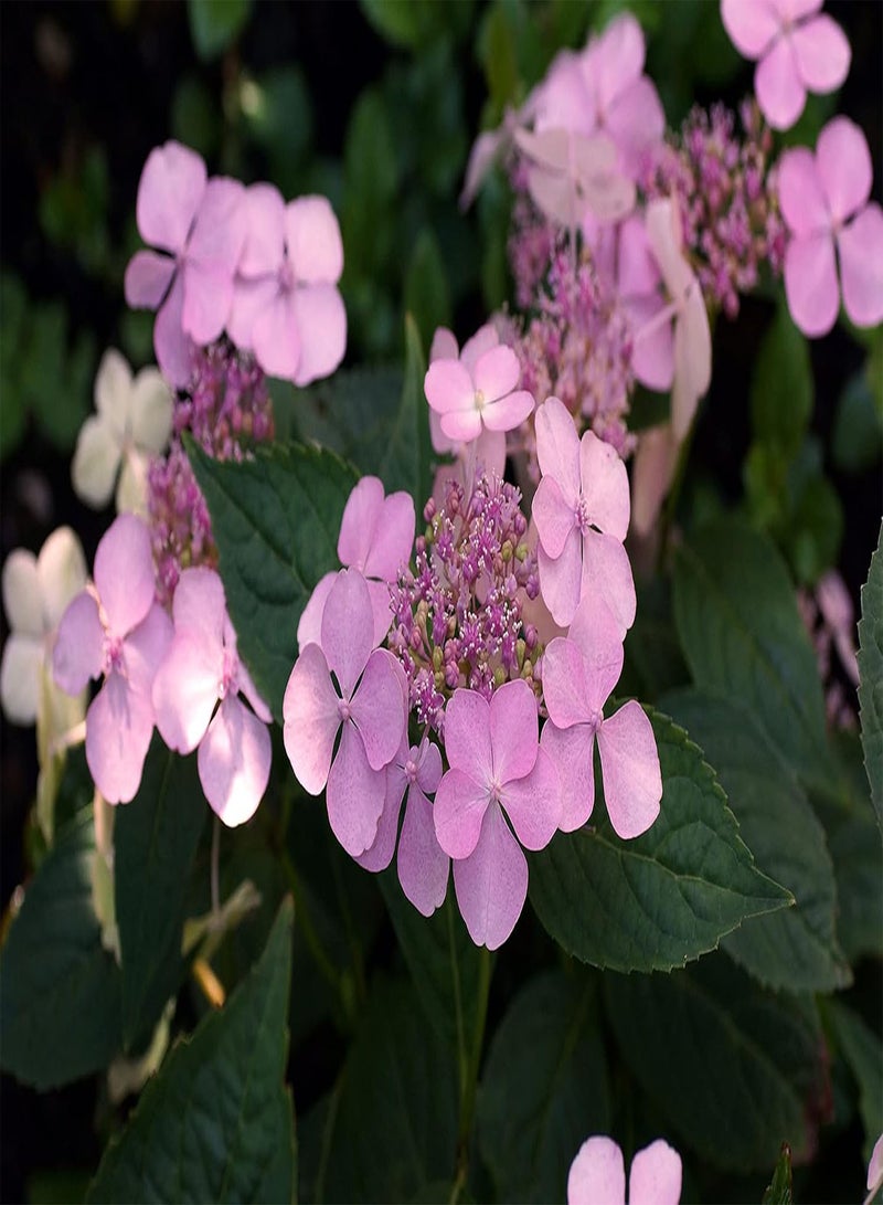 GGOOT Hydrangea serrata Plant   Intermedia (Acuminata), Hardy Shrub, Pale Pink Flowers, Ideal for Borders or Patio Containers, 1 x 3 Litre Potted Plant by seeds