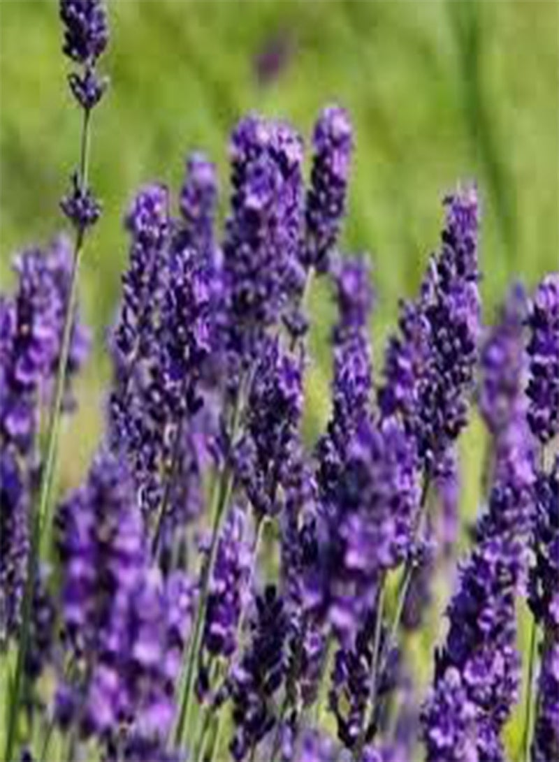 GGOOT 10 Lavender Flower Seeds Dark Violet. - Image 1