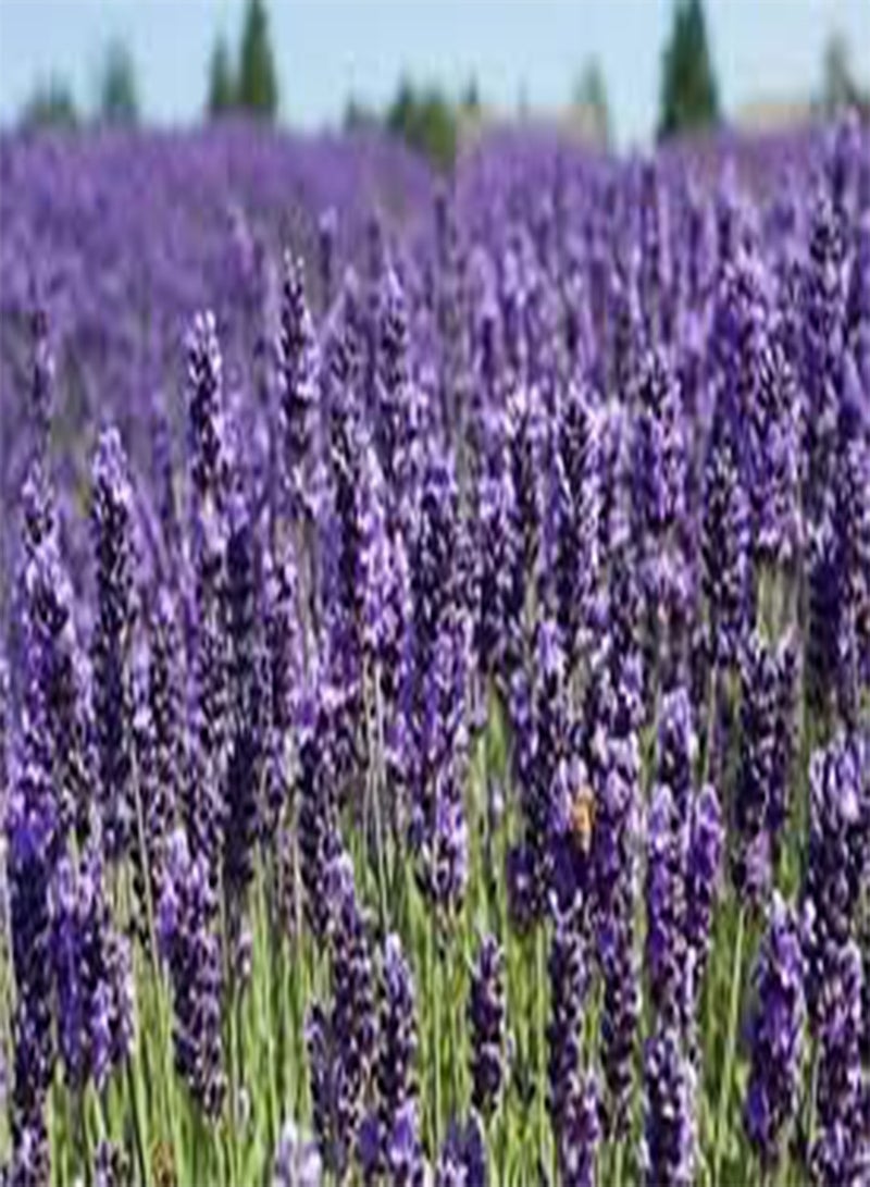 GGOOT 10 Lavender Flower Seeds Dark Violet. - Image 2