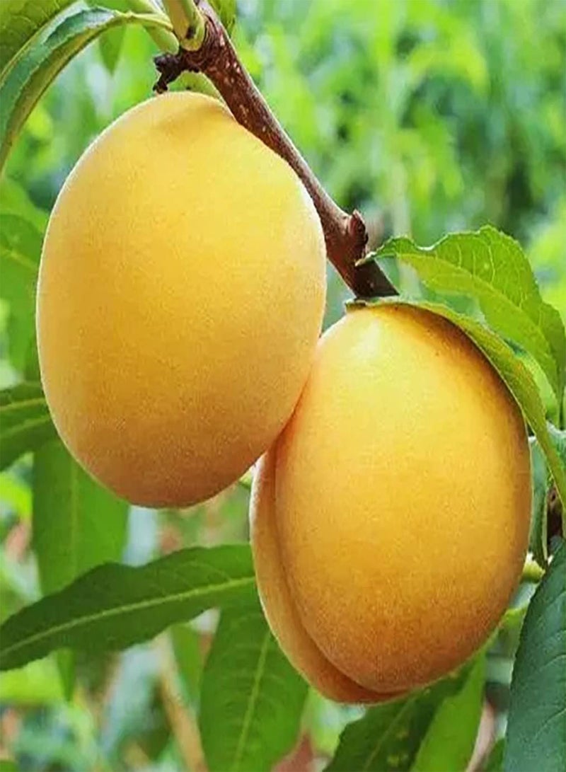 GGOOT 10 gelbe Pfirsichkerne saftige Früchte schaffen eine einzigartige künstlerische Landschaft Wartungsarm Fügen Sie der Schönheit des Gartens eine schöne Landschaft hinzu - Image 1