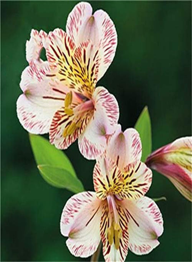 GGOOT 100PCS/Pack Lily Seeds Rare Peruvian Lily Alstroemeria Bonsai Plants Mix-Color Lilies Flower For Home & Garden Decoration - 3 - Image 2