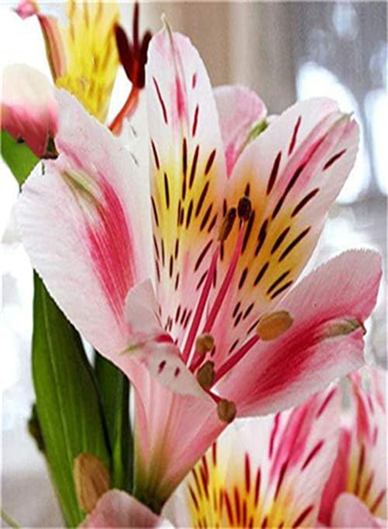 GGOOT 100PCS/Pack Lily Seeds Rare Peruvian Lily Alstroemeria Bonsai Plants Mix-Color Lilies Flower For Home & Garden Decoration - 3 - Image 3