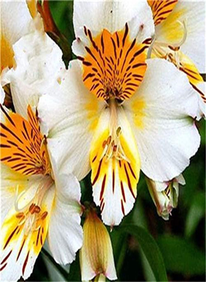 GGOOT 100PCS/Pack Lily Seeds Rare Peruvian Lily Alstroemeria Bonsai Plants Mix-Color Lilies Flower For Home & Garden Decoration - 3 - Image 1