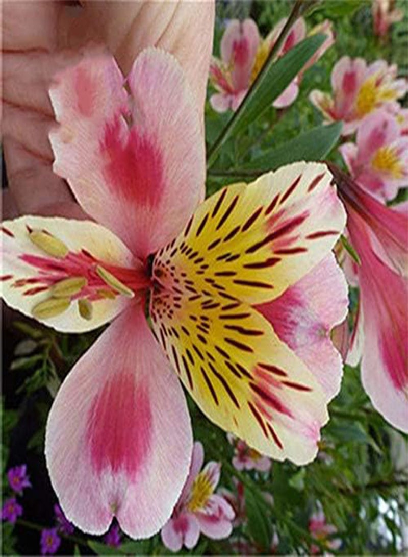 GGOOT 100PCS/Pack Lily Seeds Rare Peruvian Lily Alstroemeria Bonsai Plants Mix-Color Lilies Flower For Home & Garden Decoration - 3 - Image 4