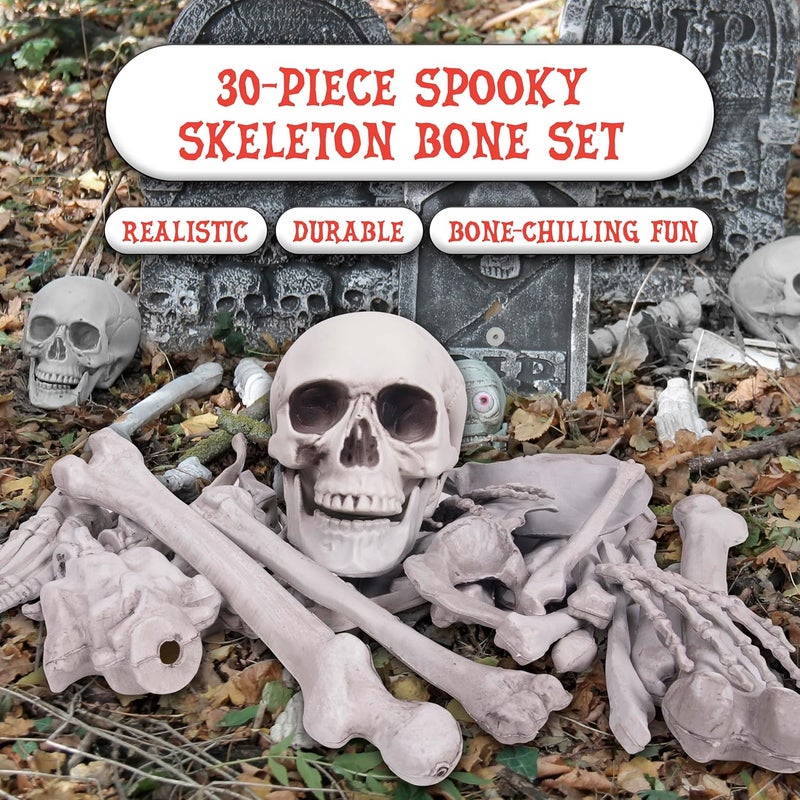 Kangaroo Box of Bones - 30 Piece Set with Skull and Flexible Jaw - Image 5