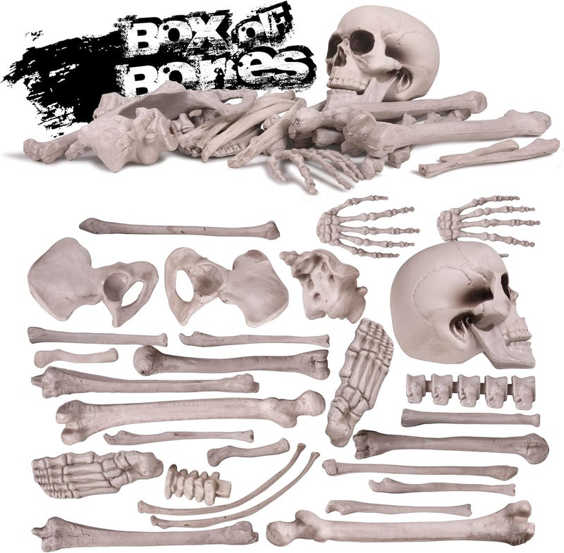 Kangaroo Box of Bones - 30 Piece Set with Skull and Flexible Jaw - Image 2