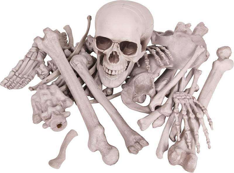 Kangaroo Box of Bones - 30 Piece Set with Skull and Flexible Jaw - Image 1