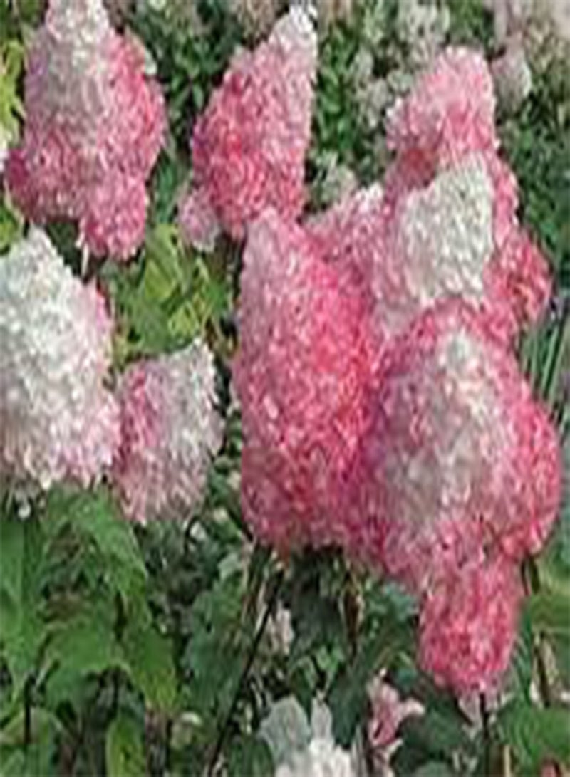 GGOOT 10 pcs Hydrangea Paniculata Vanilla Fraise Strawberry Hydrangea Flower Seed - Image 2