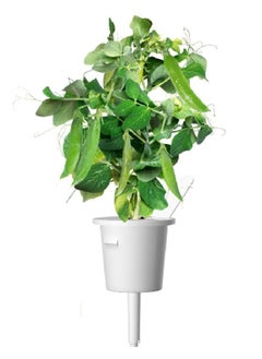 CLICK AND GROW 3Piece GMO and Pesticide With Free Edible Dwarf Pea Plant Pods for Smart Garden Green 8.5 x 5.5 x 20.5 cm SGR54X3  - Image 3