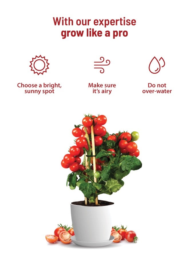 POT & BLOOM Pot and Bloom Gardening Kit - Cherry Tomato Kit. Perfect for Home Garden, Includes - Seeds, Garden Pot, Potting Mix, Nutrition & Protection Spray Gardening Tools Kit For Set  - Image 5