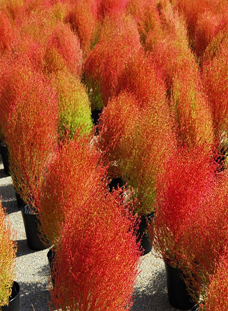 جي جوت 100 قطعة من بذور عشبة كوتشيا سكوباريا المشتعلة، لزراعة حديقة المنزل، لون برتقالي، ديكور بونساي - Image 3