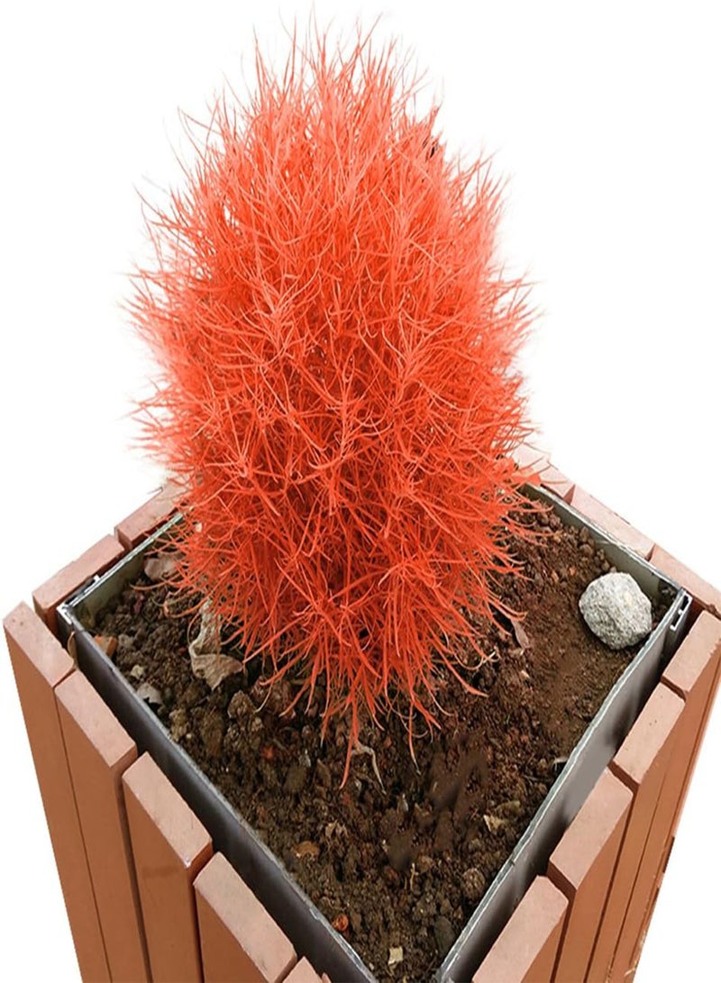 جي جوت 100 قطعة من بذور عشبة كوتشيا سكوباريا المشتعلة، لزراعة حديقة المنزل، لون برتقالي، ديكور بونساي - Image 1