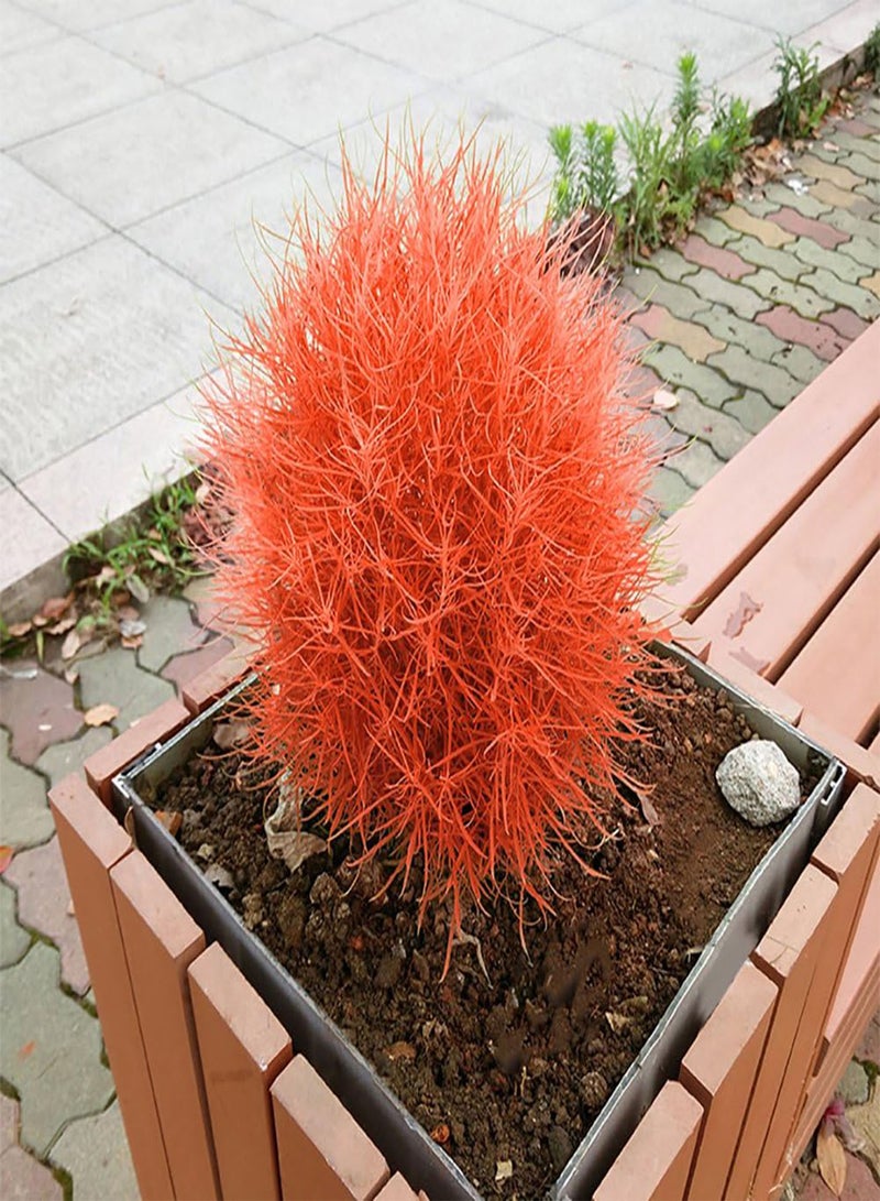 جي جوت 100 قطعة من بذور عشبة كوتشيا سكوباريا المشتعلة، لزراعة حديقة المنزل، لون برتقالي، ديكور بونساي - Image 2